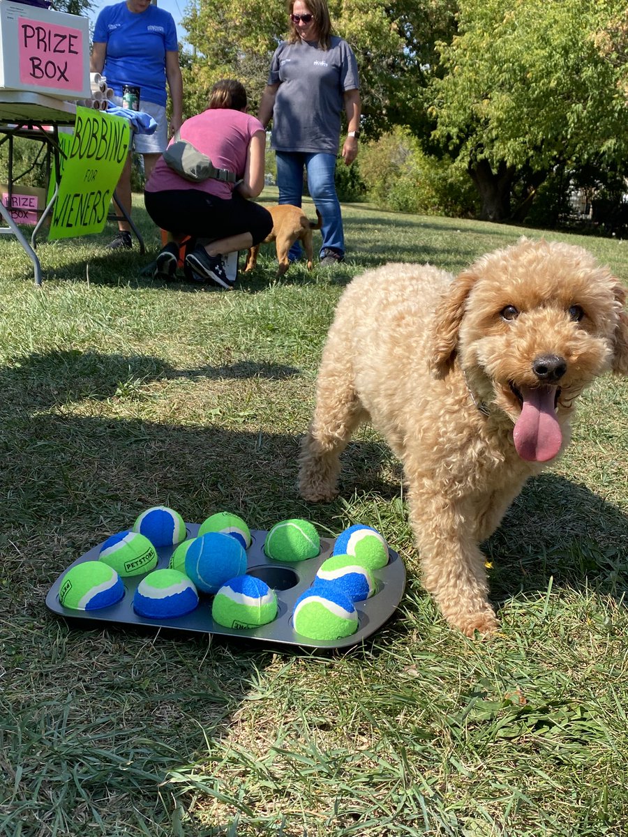 917GIANTFM's tweet image. No better time to stop by The Pet Food Outlet then right now in Port Colborne! Dog games, amazing #sales, #barbecue and so much more!🐕🦴

A portion of proceeds going directly to the NSPCA in Port Colborne and of COURSE the cutest puppies and dogs in the world! Stop by before 3PM