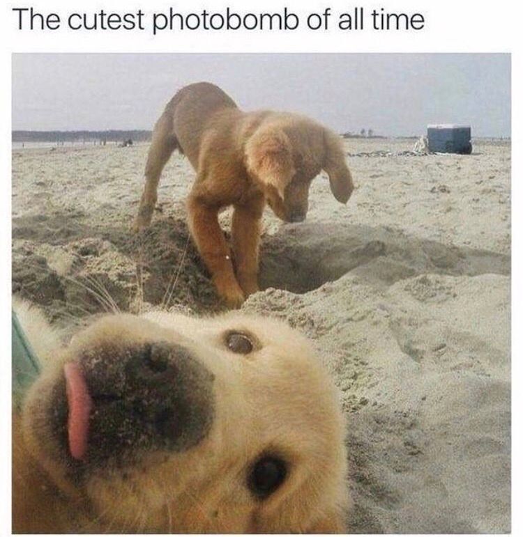 WholesomeMemes (@wholesomememe) on Twitter photo 