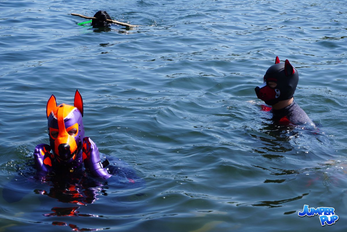 Doggos being chased by a vicious shark

❤️🐕:@pupskiba
🦈: @sgtpaddles

📸:@jumperpup