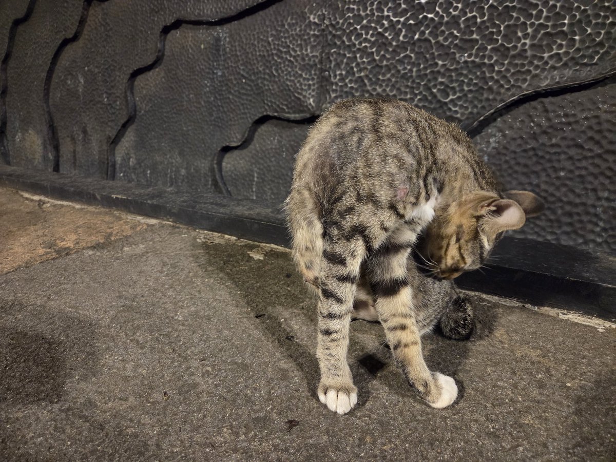 Nabastala🦉 tweet media