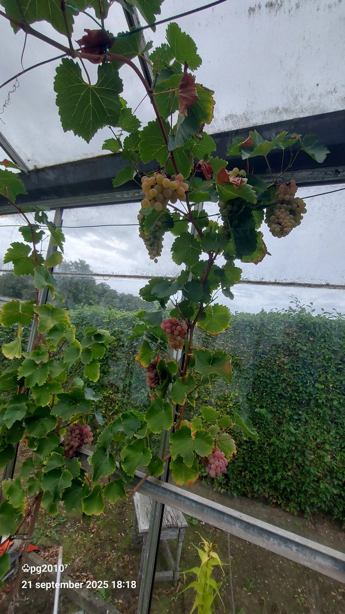 The grapes are doing well 
#grapes #druiven