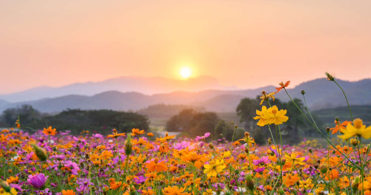 AlpioCosta's tweet photo. ¿SABÍAS QUE LA PRIMAVERA 🌼 LLEGA ESTE LUNES? | Aunque festejemos su llegada este domingo, el #equinoccio, lo que da inicio a la primavera, será el lunes 15:19 HOA.

En ese instante la verticalidad de los rayos solares ☀️ cruzarán de hemisferio pasando por la linea del Ecuador. https://t.co/1JEzwvbcmR