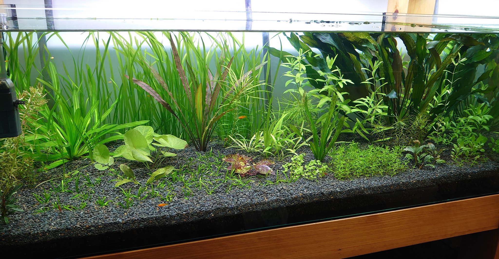 PikachuTheSurferさま専用 サラワクカピット 大きめ流木活着