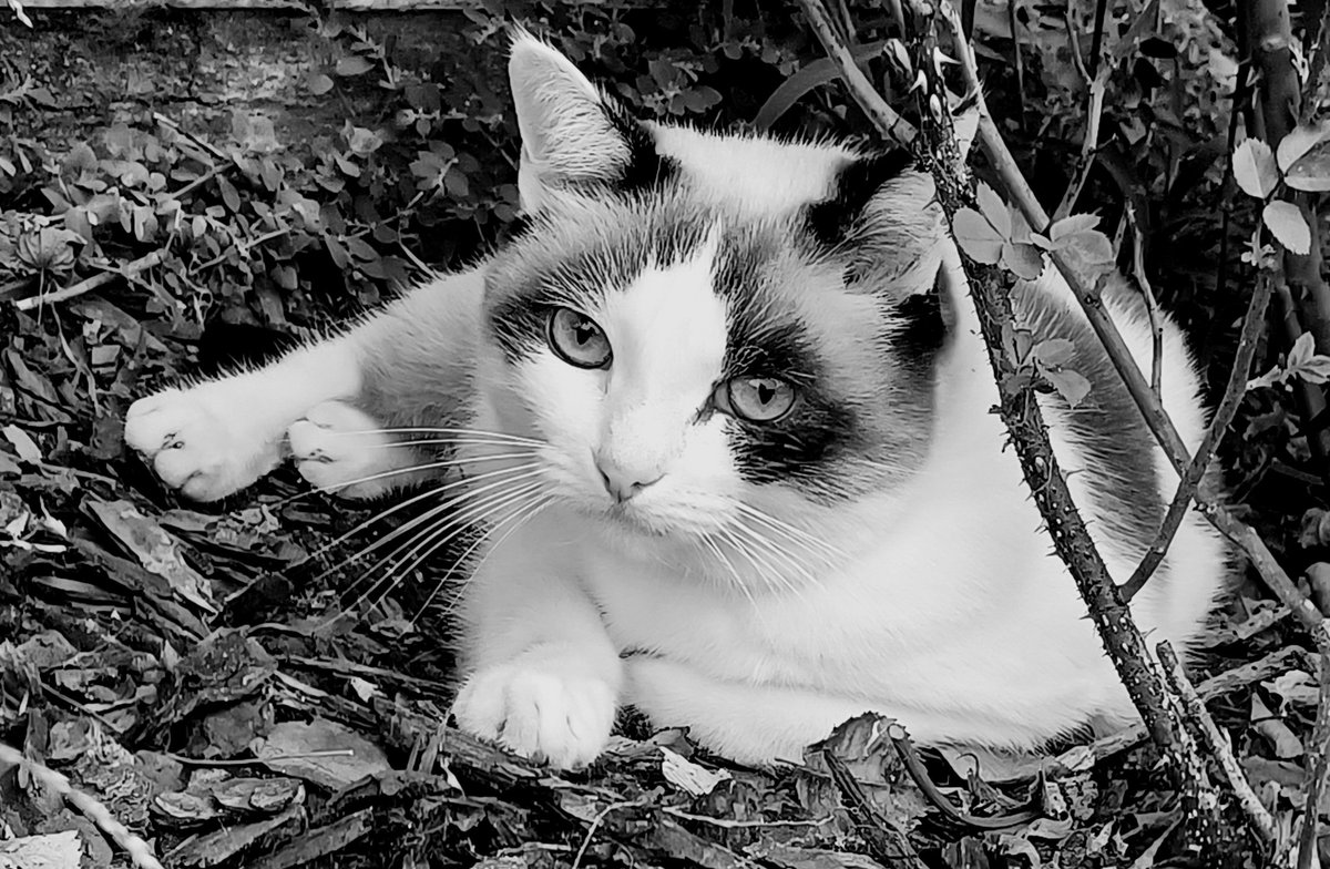 CartaCastelli's tweet image. I gatti hanno sempre quell&apos;espressione di chi ha letto Kant e l&apos;ha capito.

Ronald Bunning
📷 #SundayMood