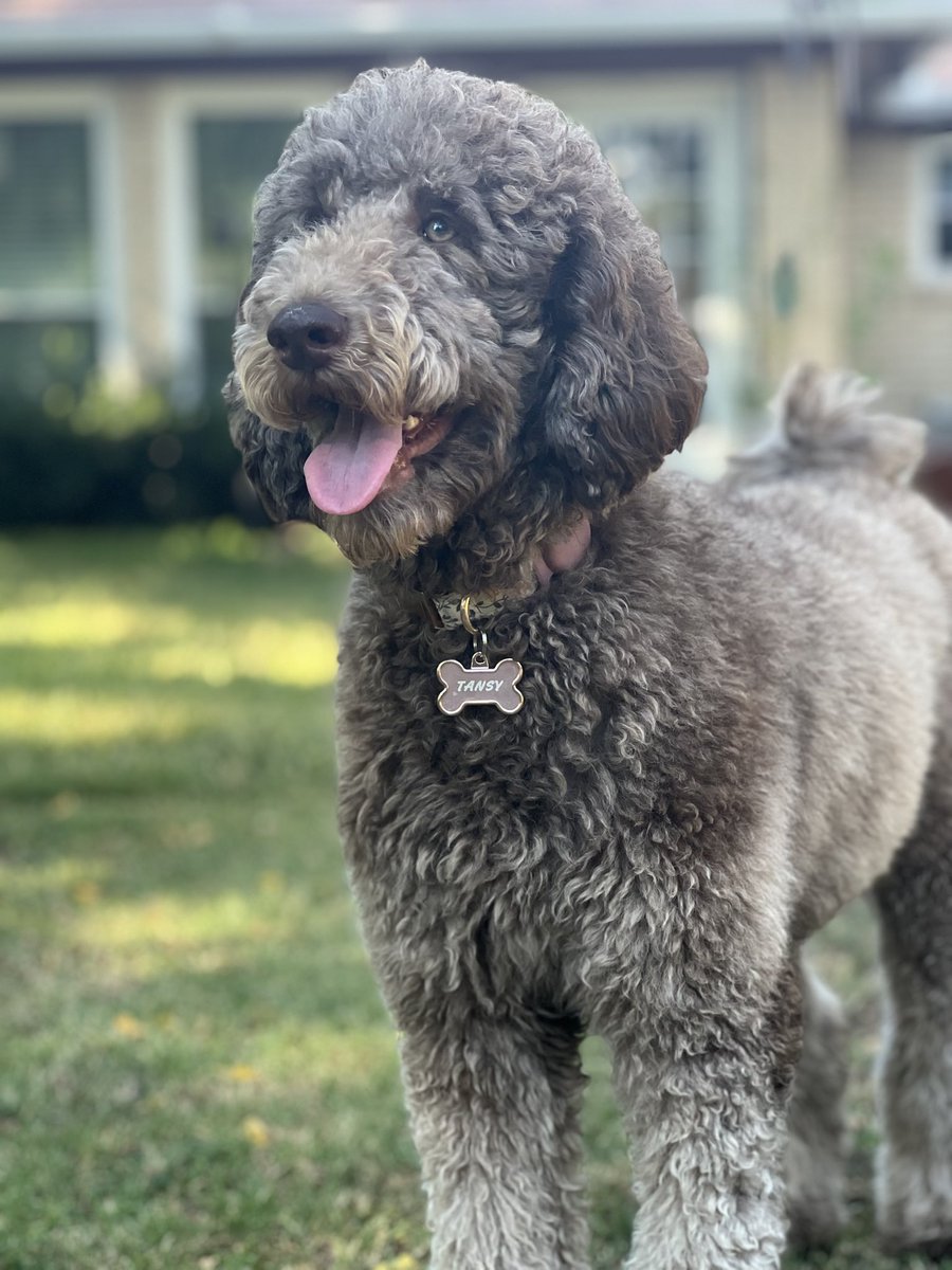 LummusMitchell's tweet photo. So, we did a thing…..
Adopted this amazing GoldenDoodle. 
It was rescued from a no good, down low breeder-wannabe. The foster family got her to health, vaxxed, fixed and chipped. 
She was a bit nervous and cautious at first, now is a vibrant playful girl… estimated age is 16 months..
Meet Tansy.