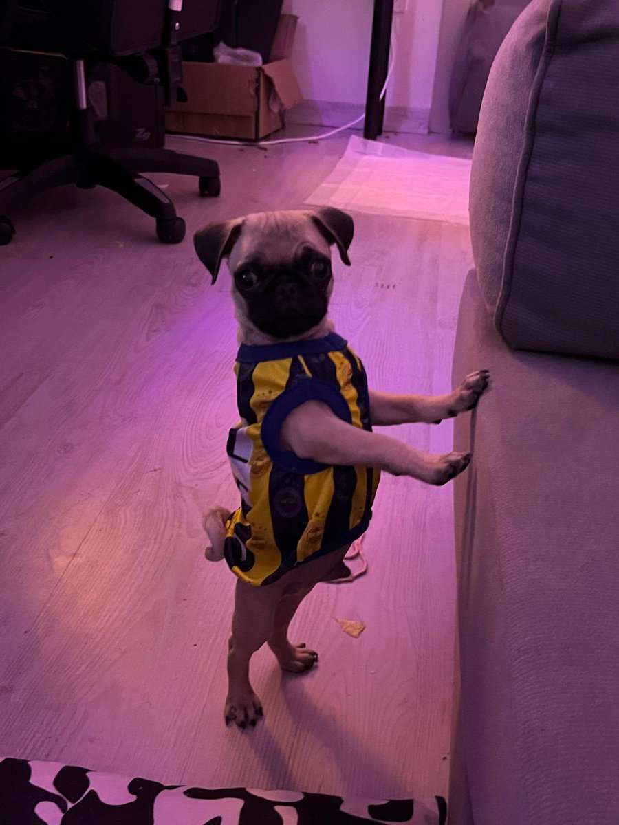frkyls's tweet photo. Ney Ali koç kaybetmiş mi #fenerbahçe https://t.co/zK2xGYwCF1