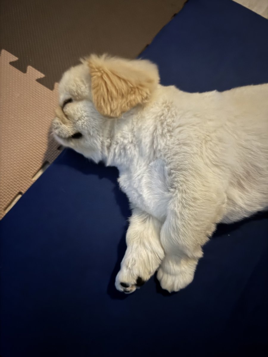 くらーい部屋で撮ったんですがナイトモードすごい🌙クッペちゃんおやすみ〜