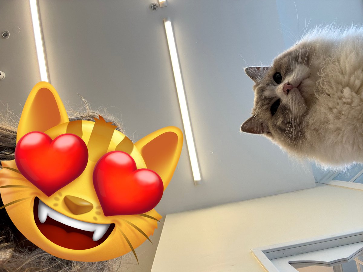 vixie____'s tweet photo. @softakukinnie more cats ft me https://t.co/V1MMi66r2t