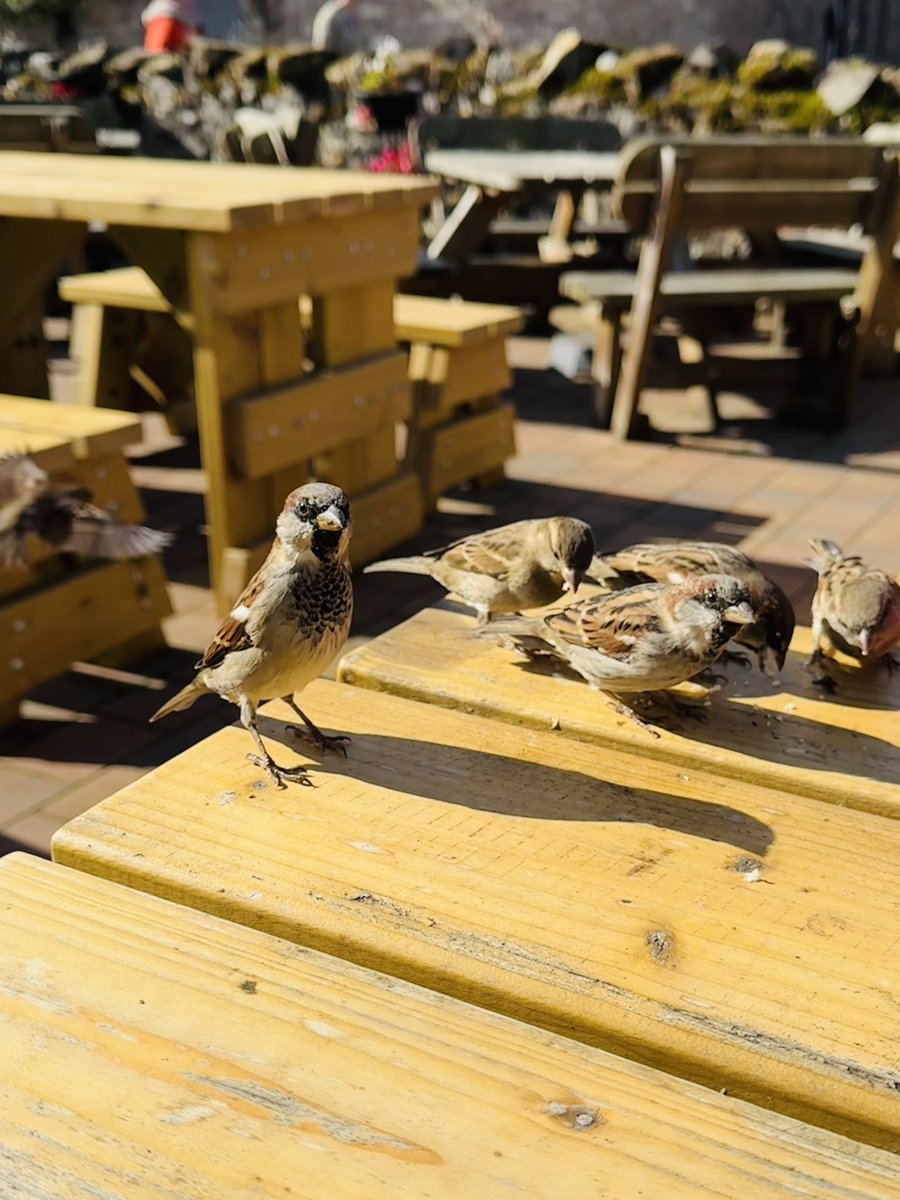 🎵Feed the birds🎵
#vera🐶
#DogsOnX
#TwinsiesOnTwitter
#lindisfarne