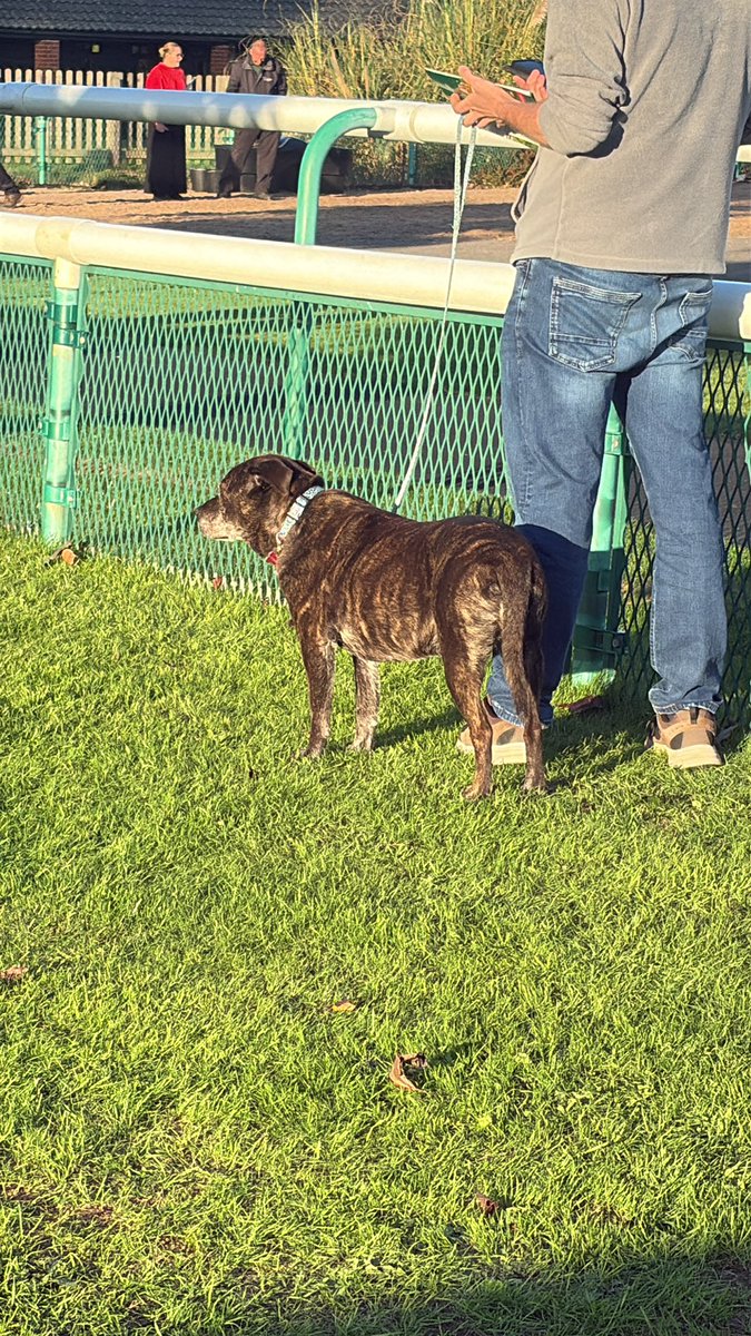 Apsolutly loved seeing the general public with their canine family members <a href="/SouthwellRacing/">Southwell Racing</a> today, what a great initiative!! Hopefully a thing of the future!!