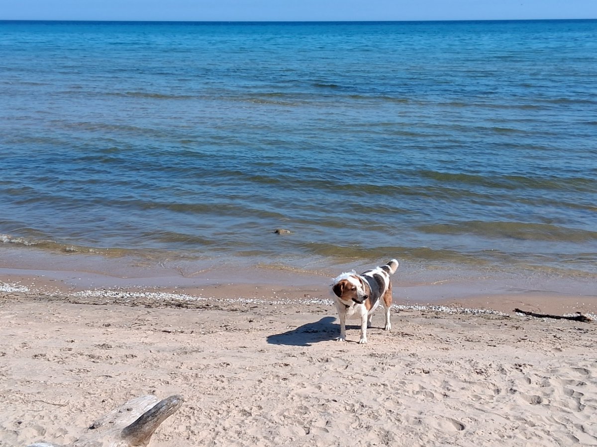 Animoshing tweet media