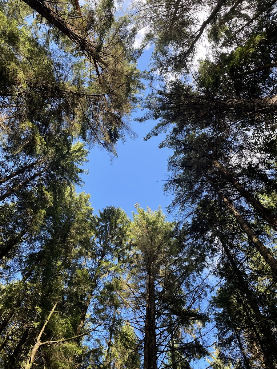 i_love_patterns's tweet image. today I walked 19.66 km and had a bacon steak burger on what could be described as the most summery autumn day, or maybe the most autumny summer day