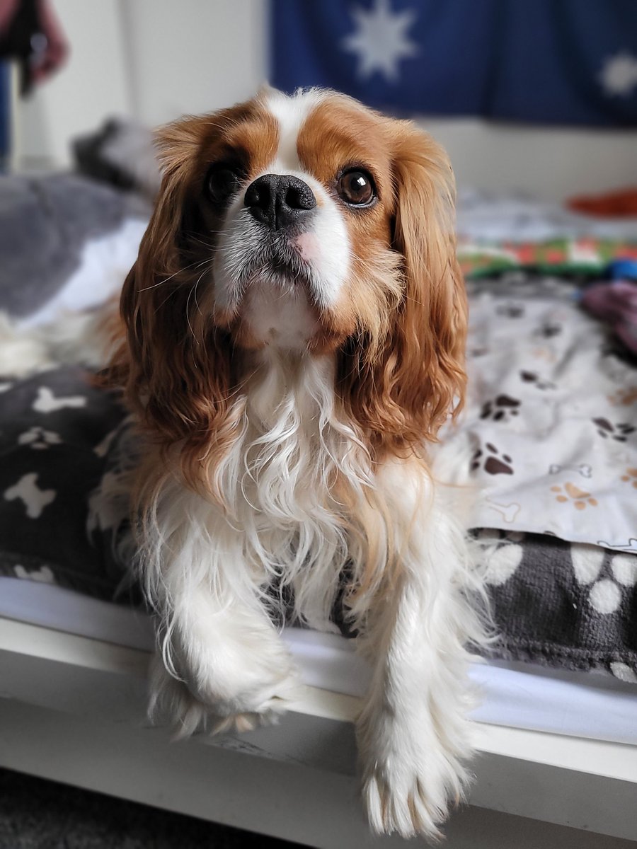 Does dis count as #danglingpaws????? <a href="/LeahPaws/">Princess Leah 💜👑🌈</a> <a href="/SunneeSummer/">🌤Skye & 🌟Stella 🌈Summer, Sunnee & Stormi</a>