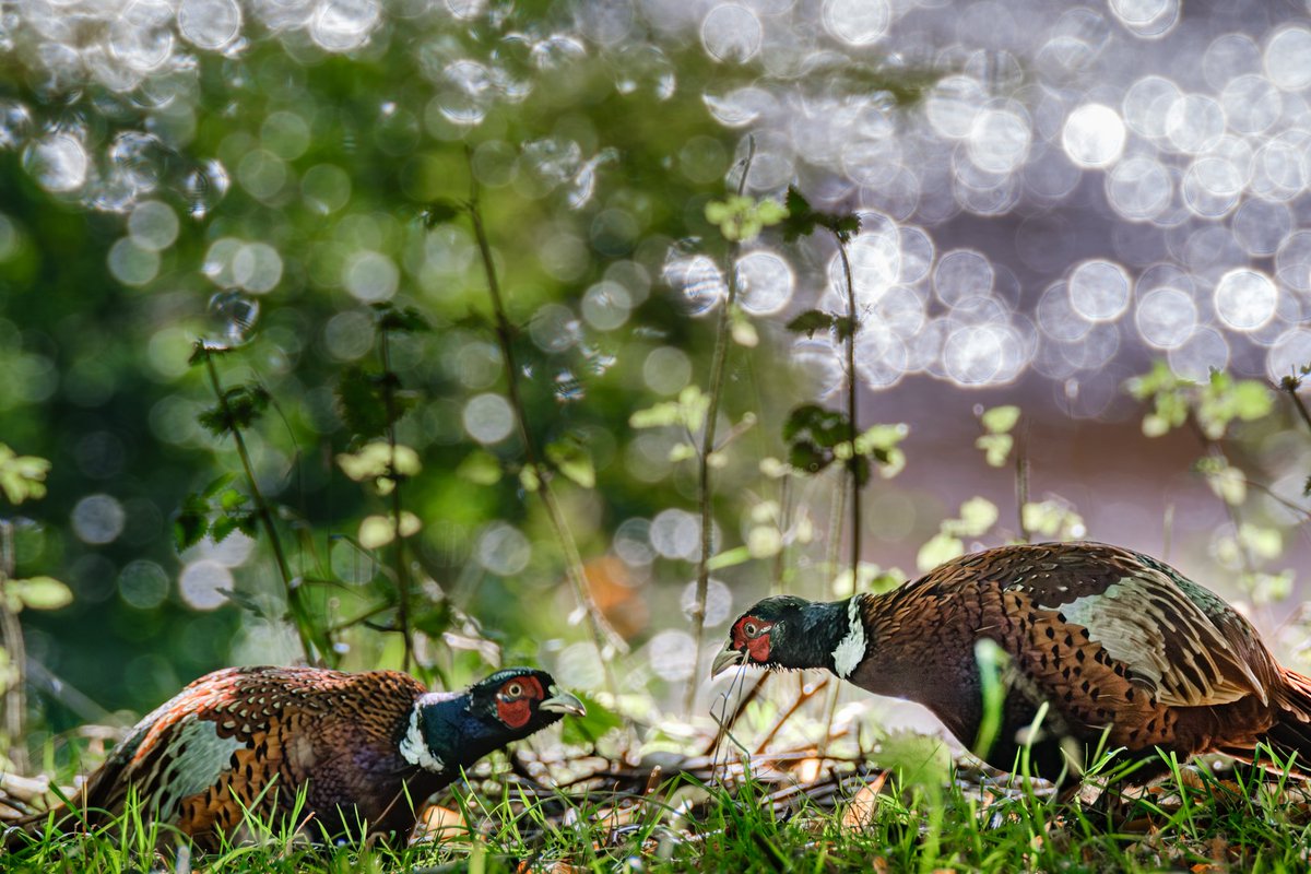 Silverginger's tweet image. Arguing pheasants at Studley Royal,Ripon,North Yorkshire.