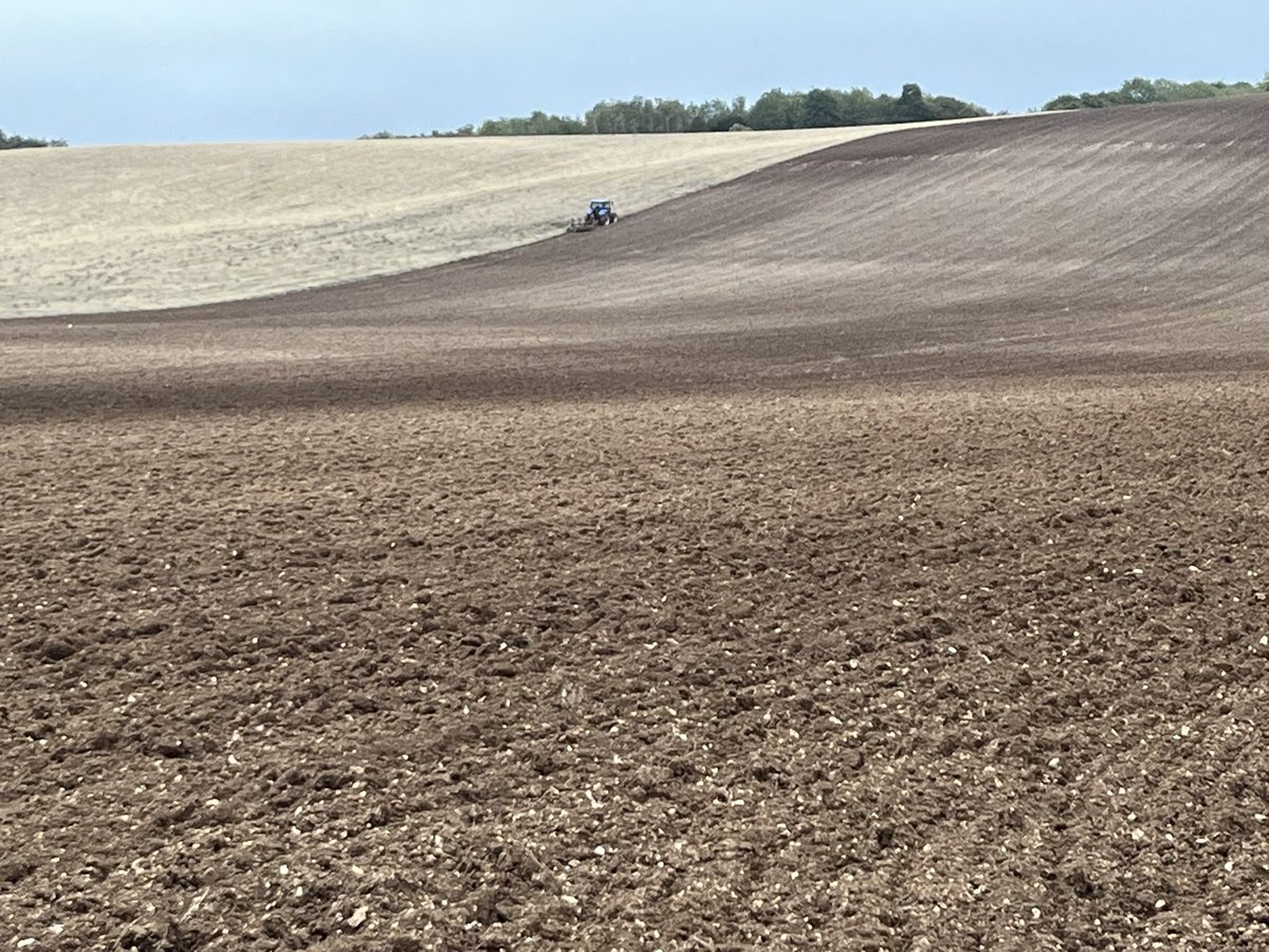 The solitude of the ploughman.

Gavin turning under and pressing 130 acres of legume stewardship for wheat on Ewelme Down, South Oxfordshire.