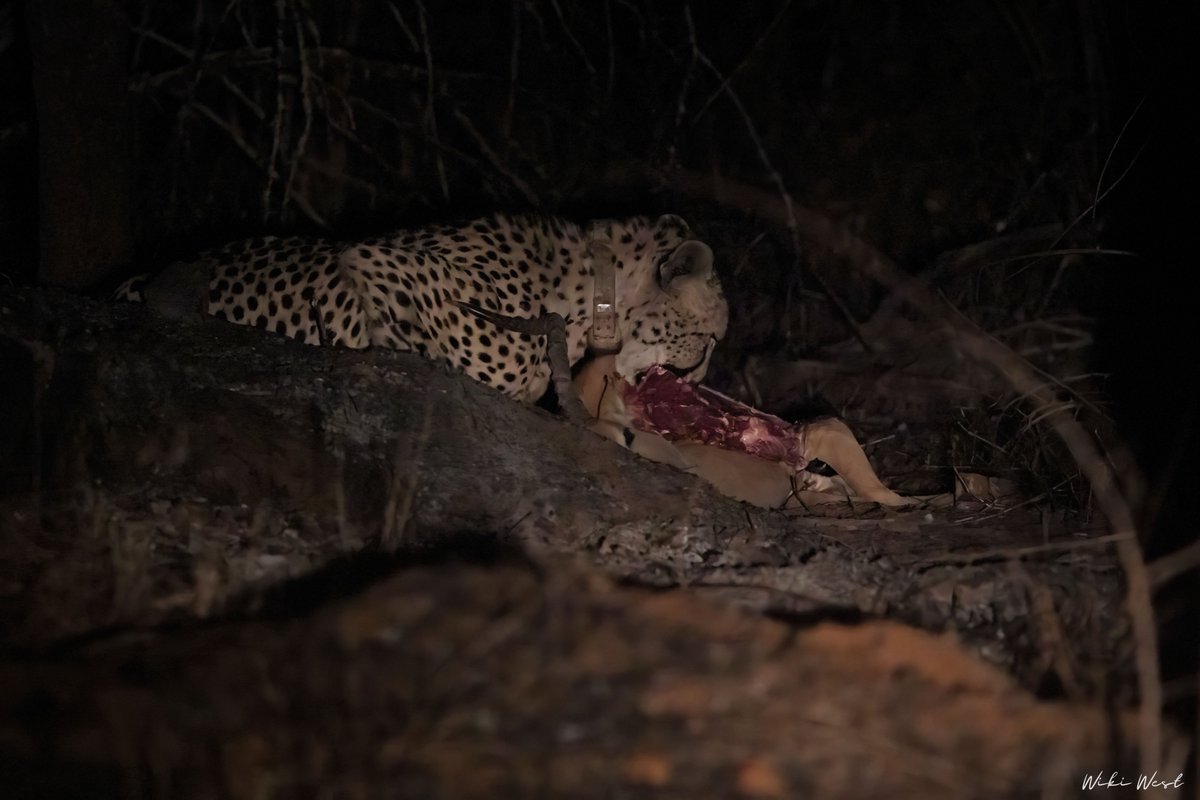 In Aug 2025, NGOs united to relocate cheetahs across provinces &amp; borders. One highlight: Thanda ➝ Abelana, a 700km journey. Partners: Fisher Foundation, WEF, EWT, Abelana, Thanda Safari. #wewildafrica #cheetahtranslocation Read more at: wewildafrica.com/ngo-partnershi…