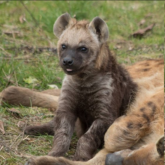 SpaceYeen tweet media