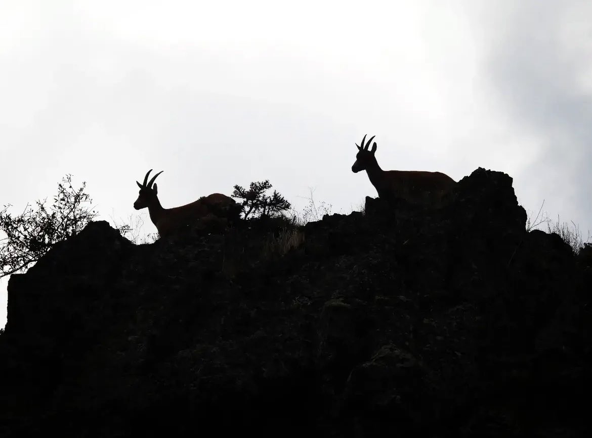 Sarp kayalıkların efendileri 🐐 

Suşehri, Sivas
21 Eylül 2025

📸: Sefa Ocak
