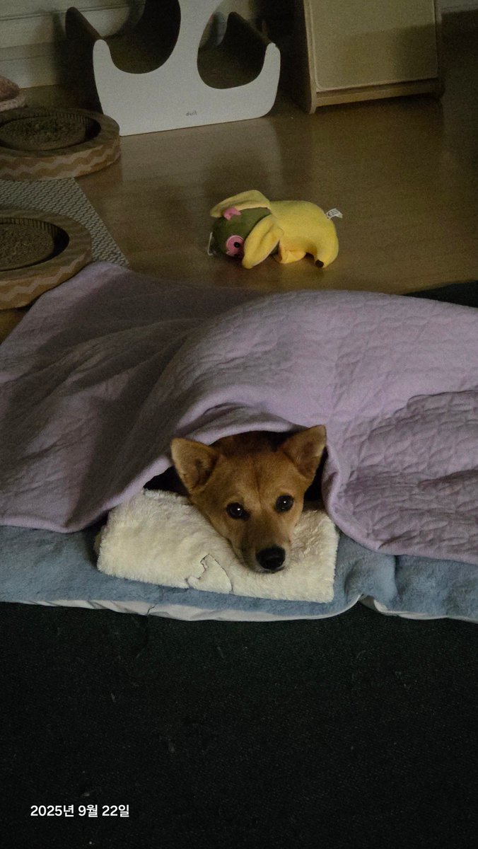 강아지 의견 존중해 잘 자 아침에 만나🥺