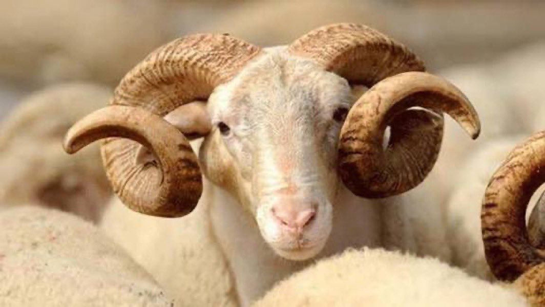 NE OLDU YARRRRRRAAAAMMMM