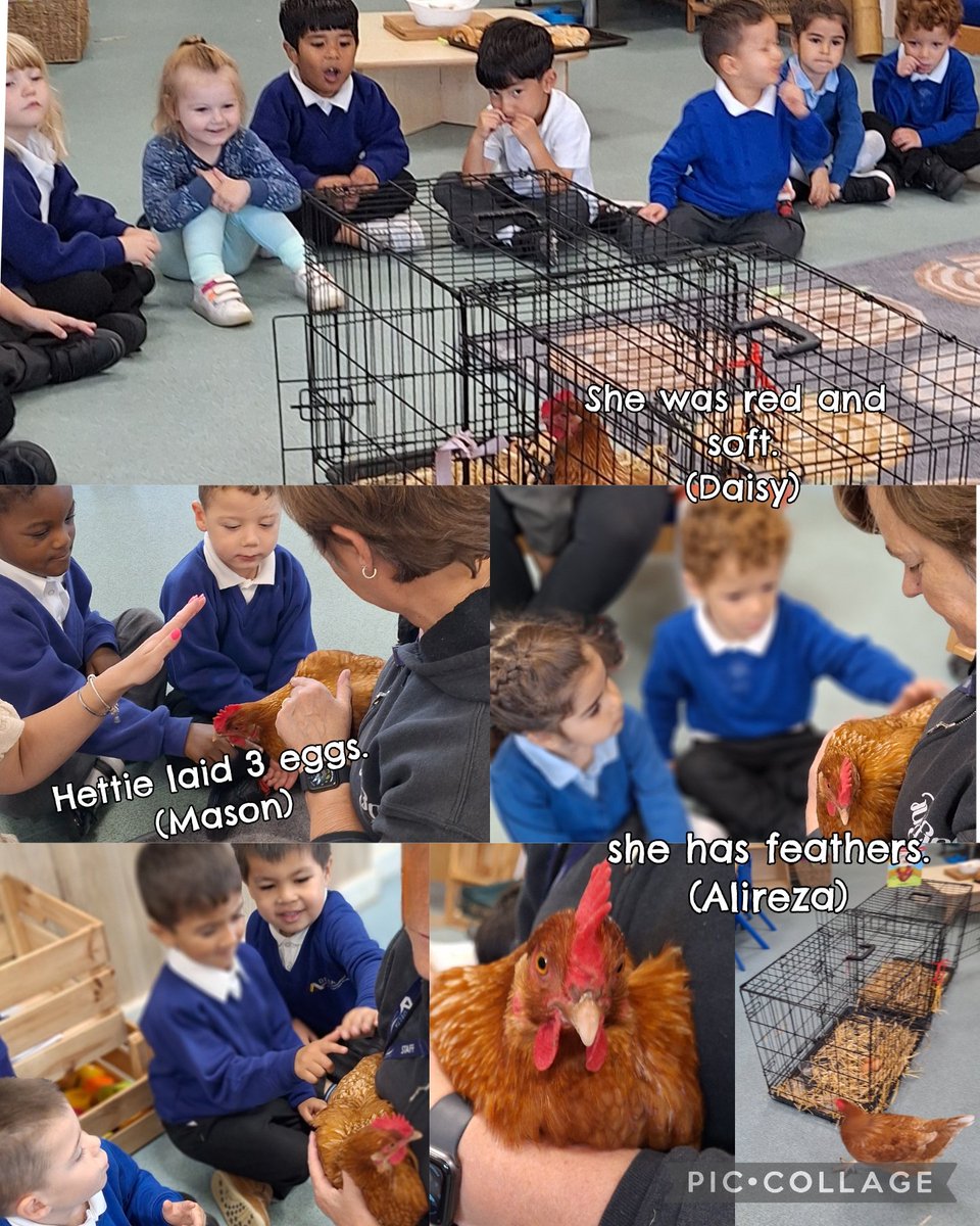HMSGrimsbyfs2's tweet image. On Friday, the children in the Early Years had a special visitor. It was a real little red hen called Hettie!
@ClareHa51528544 #EYFSFun @HMSGrimsbyfs2 @DeltaStrand
@Talk4Writing @PieCorbett @DeltaTrust_Org
