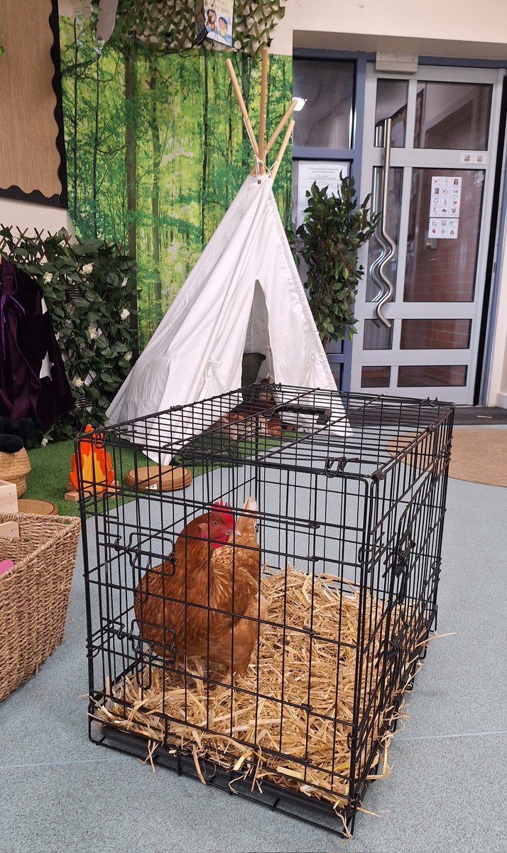 HMSGrimsbyfs2's tweet image. On Friday, the children in the Early Years had a special visitor. It was a real little red hen called Hettie!
@ClareHa51528544 #EYFSFun @HMSGrimsbyfs2 @DeltaStrand
@Talk4Writing @PieCorbett @DeltaTrust_Org