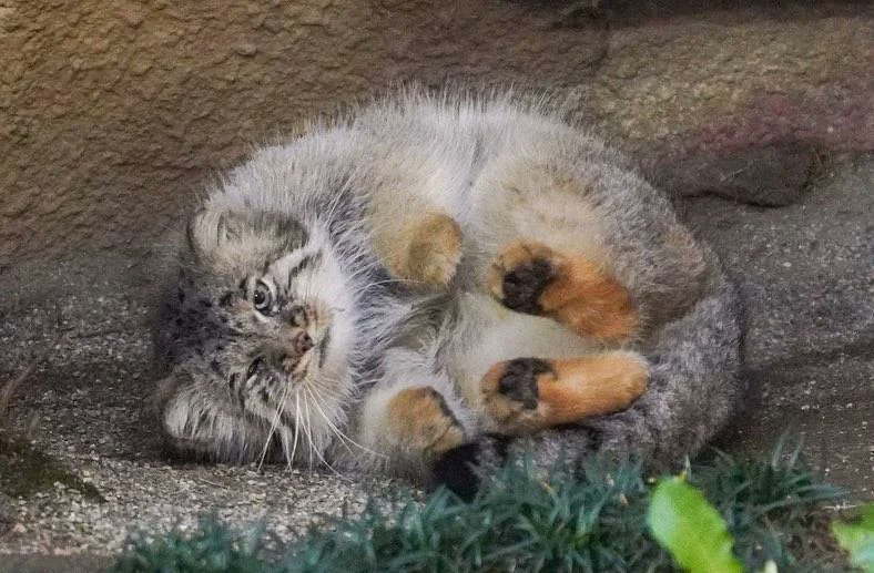 Manul Sunday