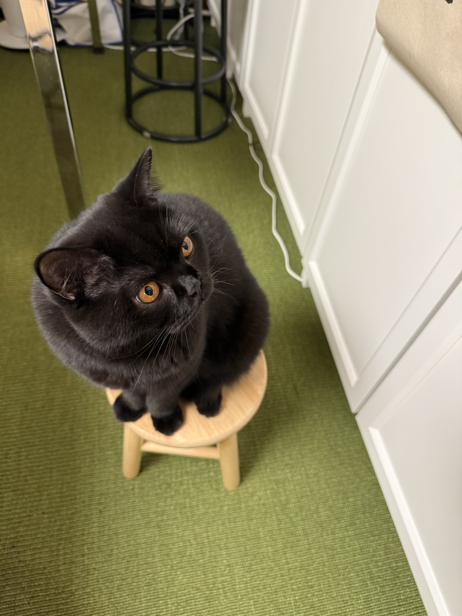 黒猫 猫野四季＊ on X: 