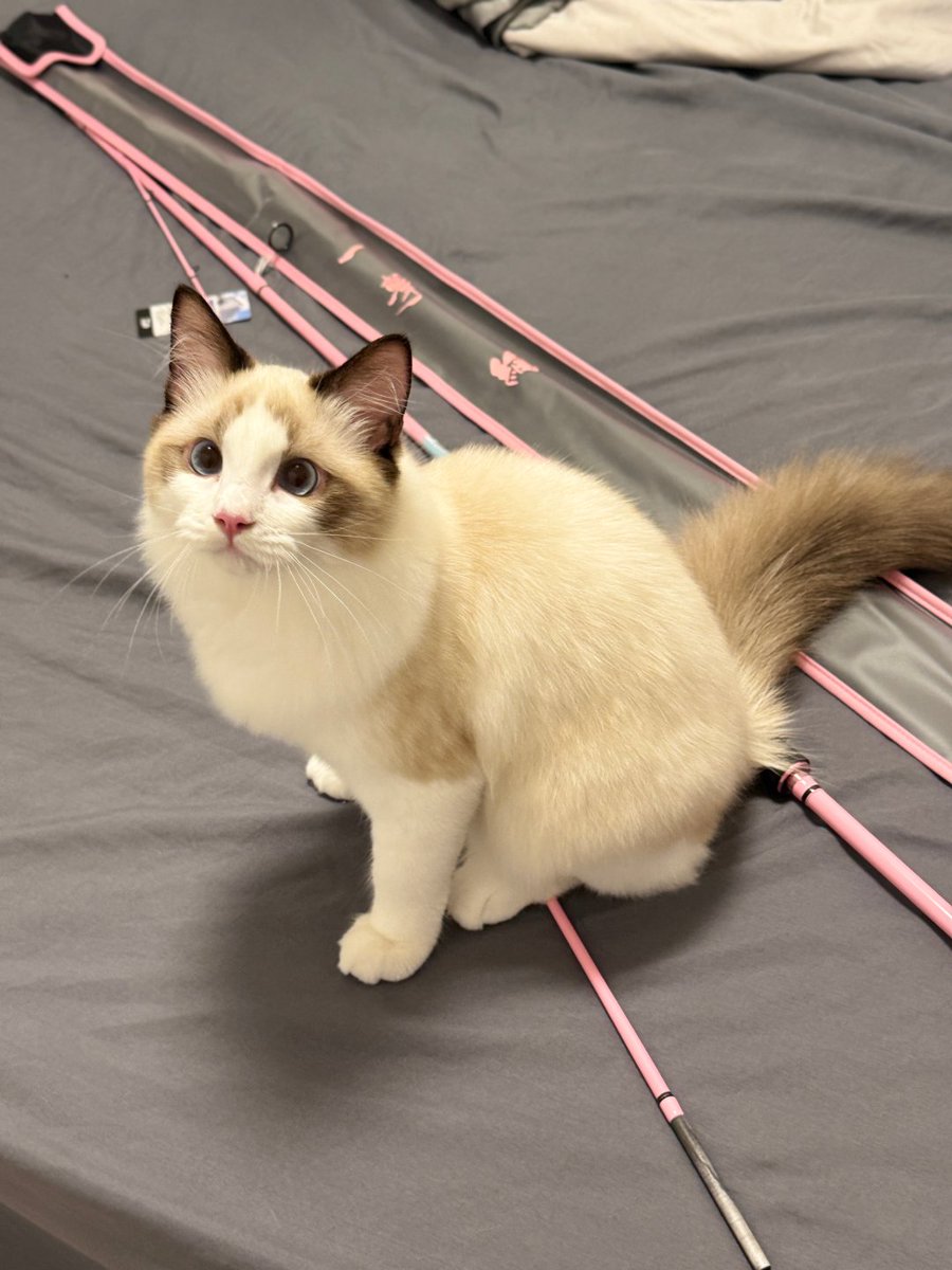 zkthymk's tweet photo. 新しく買った釣り道具を猫が占領してしまいました。どうやら一緒に釣りをしたいみたいです😸🎣 #猫の日常 #釣り道具を取られた https://t.co/hx5TM1truc