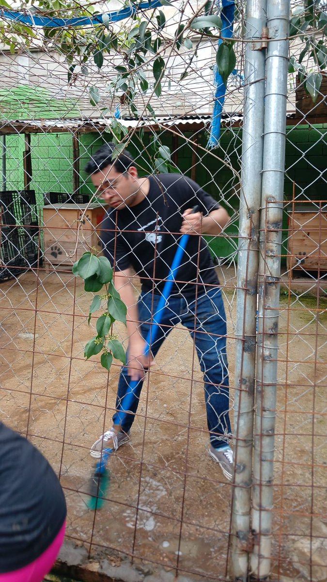 guatexanimales2's tweet image. Gracias por su apoyo a los voluntarios que estuvieron hoy en el refugio y llevaron donaciones; apoyaron con pasear y dejar bien limpio todas las áreas. Mil gracias por llevarles momentos de 😍 amor y felicidad a todos nuestros rescatados.
#voluntarios 
#apoya🙋