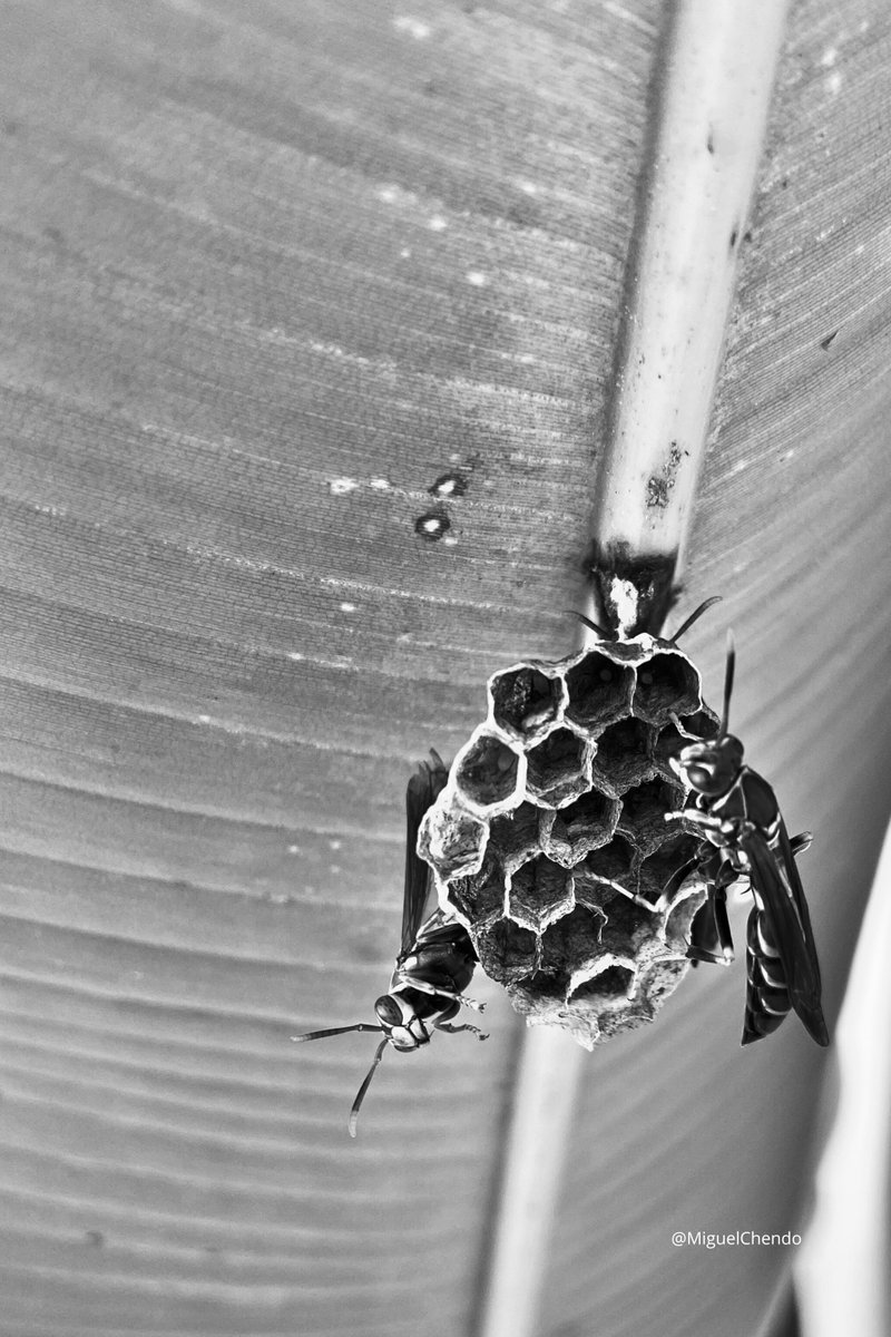 "Avispero" 📸

Mérida, Yucatán 🗺

más en: miguelchendo.com/portafolio-fot…

#blackandwhitephotography #photograph #fotografia #fotografía #photography #photographie