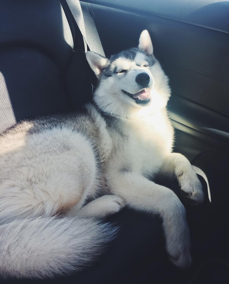 brown_mia68's tweet image. It&apos;s so funny to see his face enjoying going to the park. 😅 #Doggo #Meme