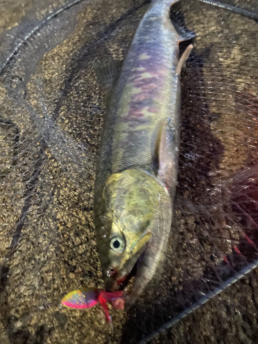 出勤前朝活☀️

昨日は天気がダメで🫠なぜ月曜日が好天✨😡イラって来たので5分で付く漁港へw

ブナってたけど久しぶりだったのでw