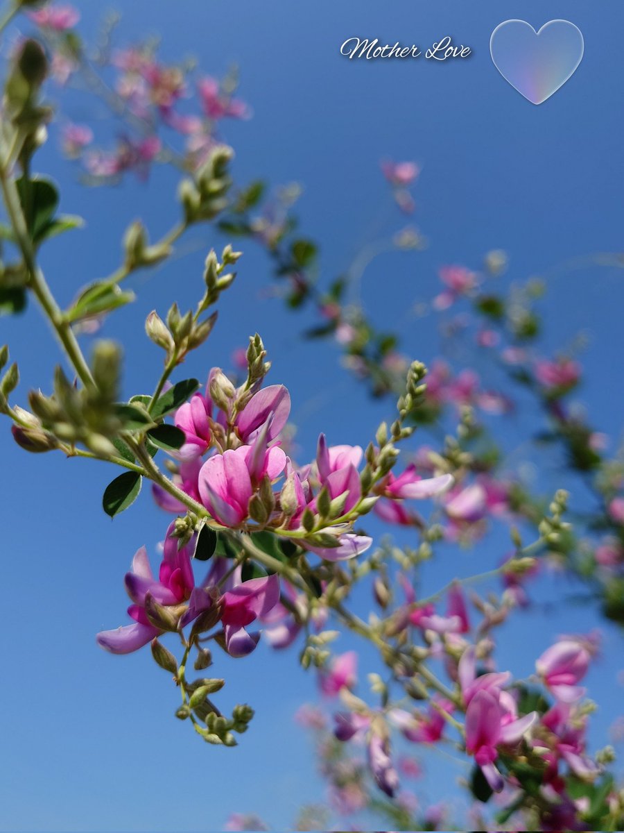 ’
クチコミに惹かれて
一面の花畑を見に行ったその場所に
それらしいものがない……(*ﾟｰﾟ)???

萩だけが笑うように揺れていた

　　　ෆ♬*ﾟ.•*¨*•.¸¸ෆ♬*ﾟ
                                                                             
　　　　　　　　　#ハートアクション