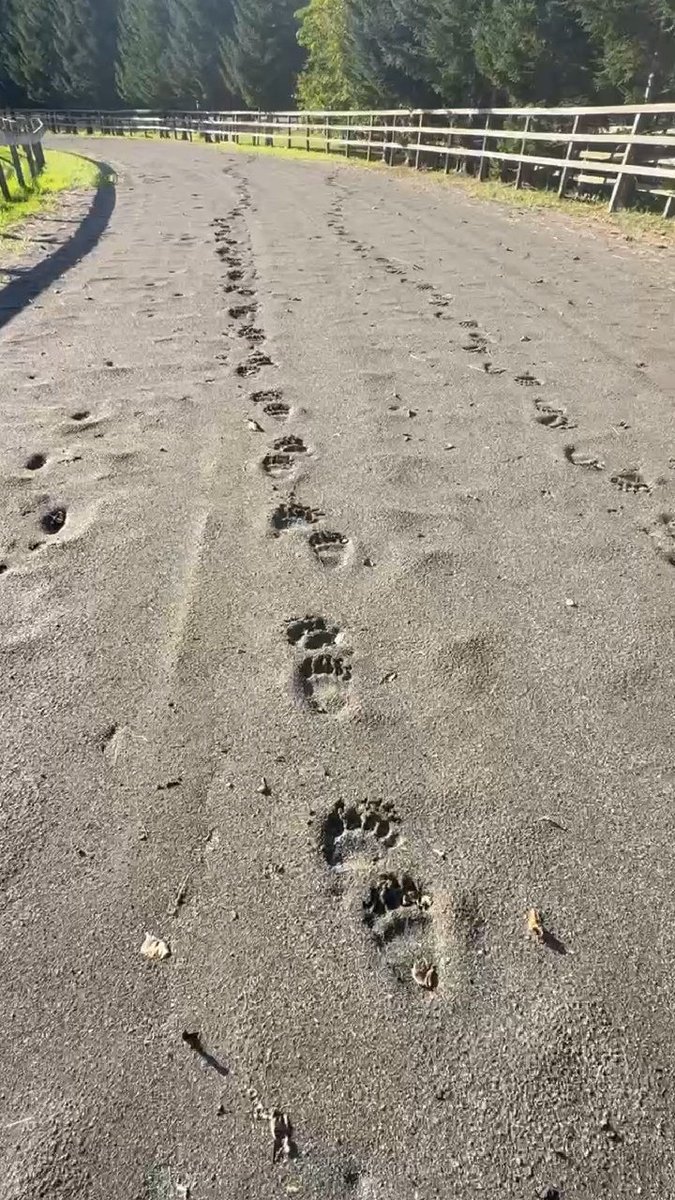 おはようございます
ある日～
牧場の中～
熊さんの～
足跡があった～