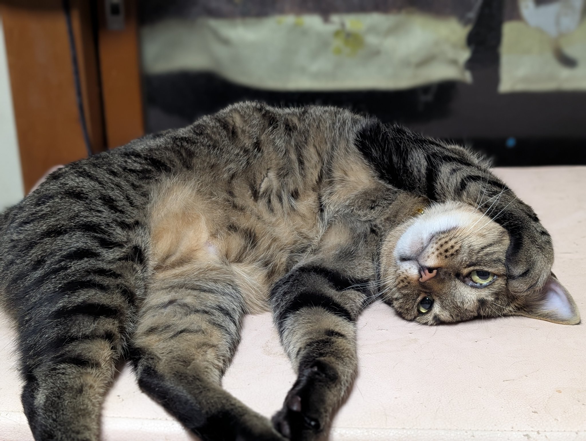 猫たらしページ epshps03ao.jpg?v=5