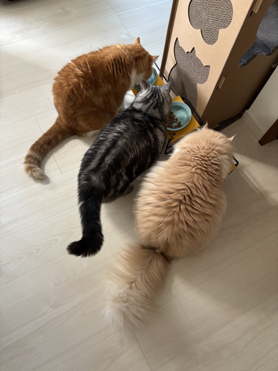おはにゃんฅ•ﻌ•ฅ

涼しくなってきたね😊

ルーちゃん食べ過ぎないように💦

#食欲の秋🍂 
#猫のいる暮らし𓏲𓎨
