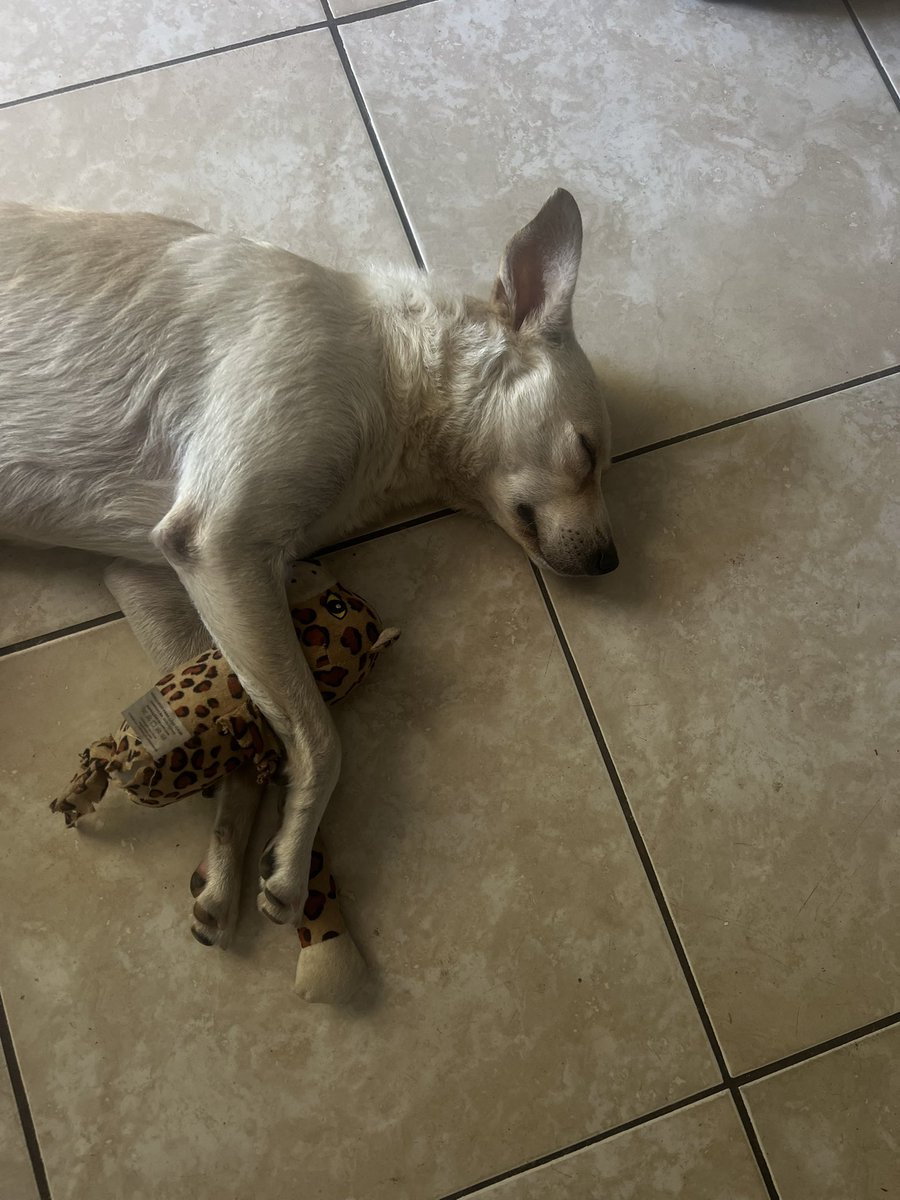 juro bechamel deve ter algum parentesco com um primo pitbull caramelo olha essa carinha fofa