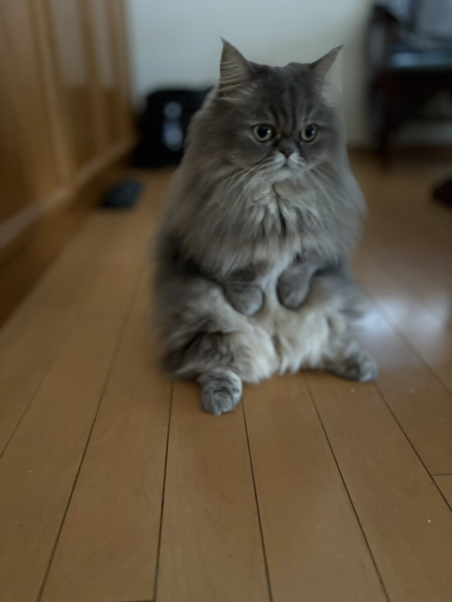 yuzuminuet's tweet image. 今朝4時30分に起こしに来た子。

#ねこ #猫かわいいね #ミヌエット