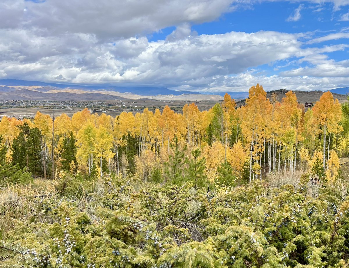 Monica_Wilcox's tweet image. #Goodevening from Granby Ranch, #Colorado. The #fallcolor is maybe a week out from peak.

#nature #hiking
