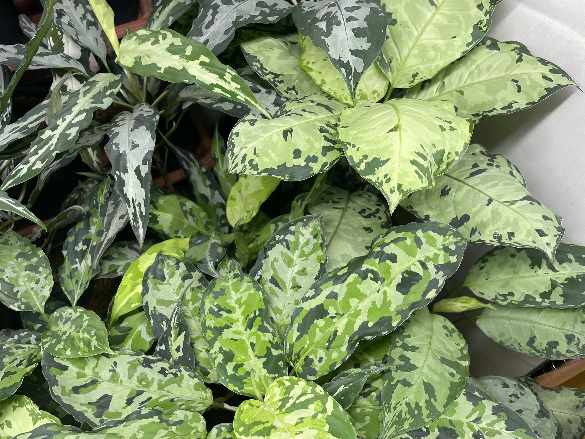 超希少❗️アグラオネマパールオブタイランド新葉展開中✨️ アグラオネマ | ROOTALPLANTS