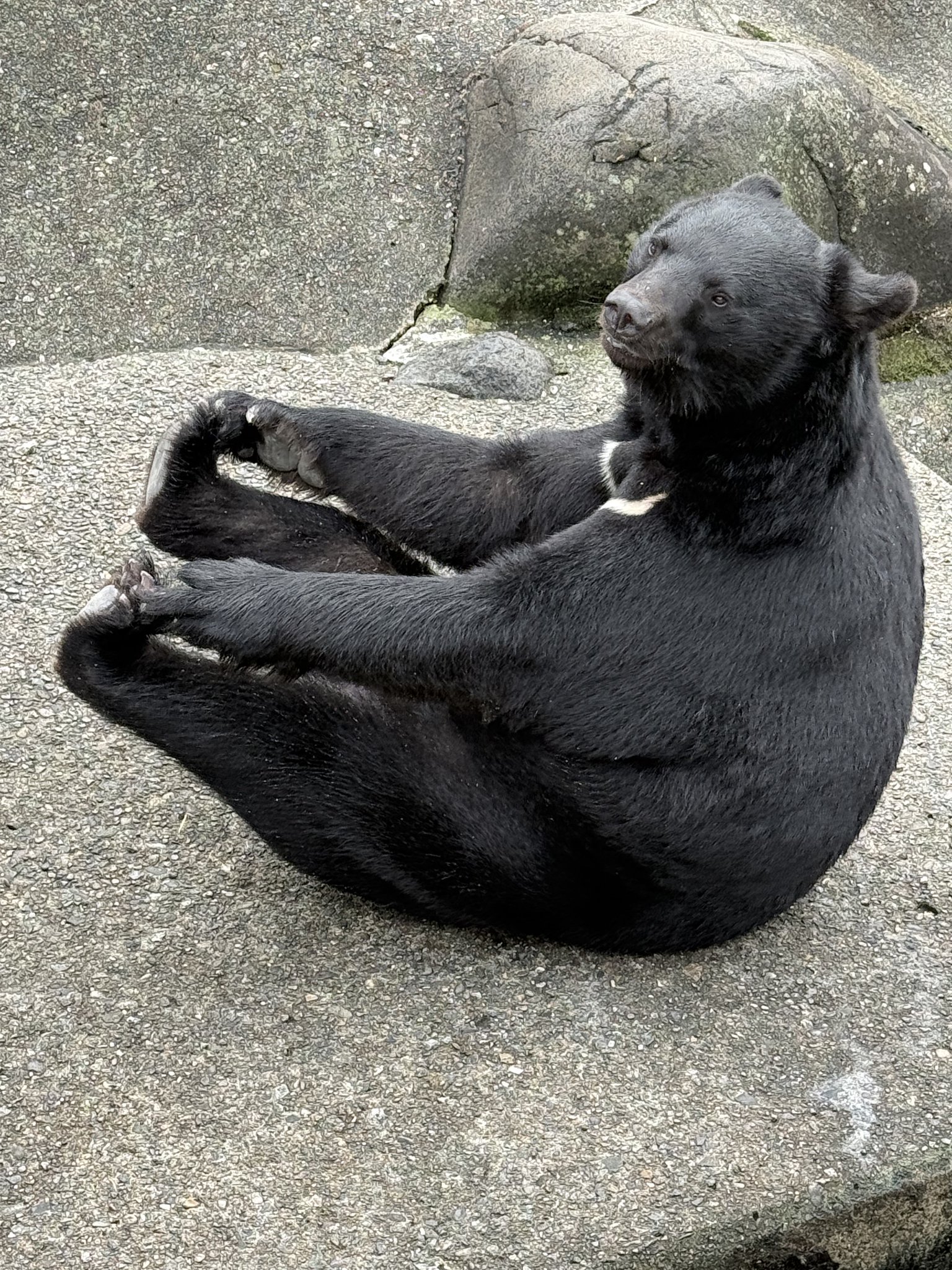 ✟♡Charlotte🍫🐻♡Retro Vtubear on X: 