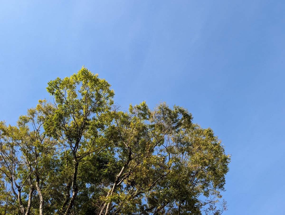 おはようございます。雲一つない青空が広がる飛び石連休中日の月曜日。最高気温も20度台の予報、心地よい秋の日となりそうです。

水道局前での弁当販売を終えたら、夕方の新橋街宣の手伝いに行きます。久しぶりにお会いできる方もいるだろうとワクワクしています。

今週も明るく元気に。#いたる部