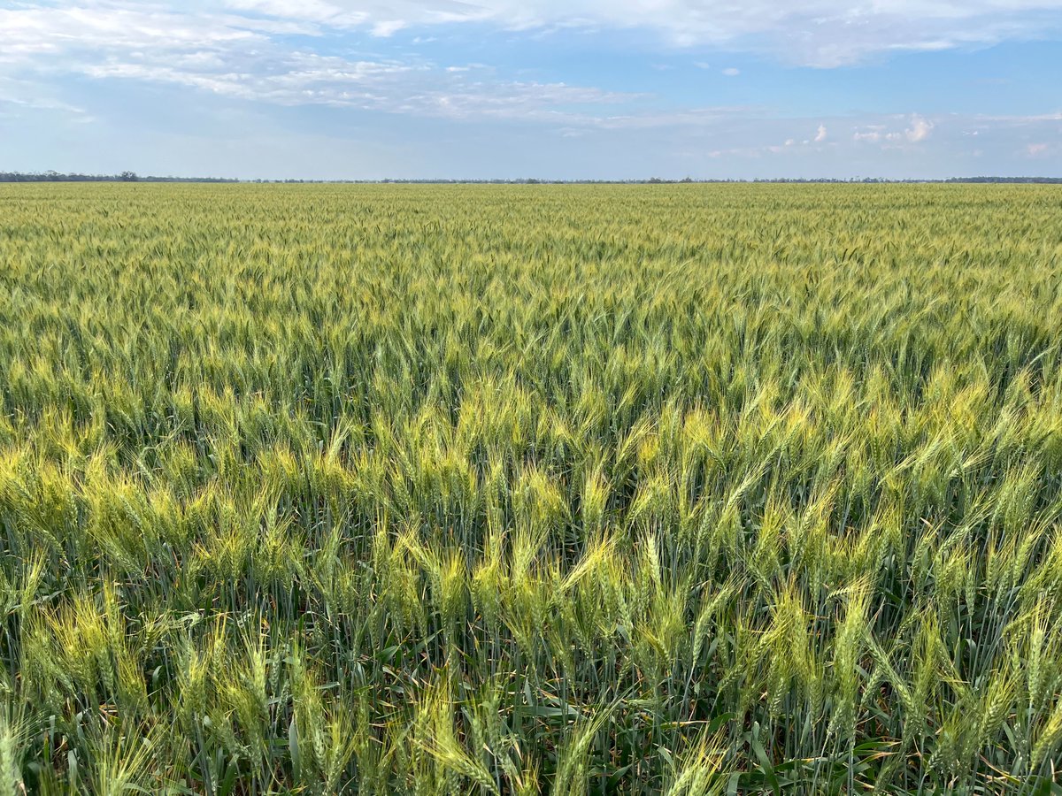 GoldstarComm's tweet image. Some impressive Lancer #wheat, Neo #barley and Captain #chickpeas at Croppa Creek Northern NSW