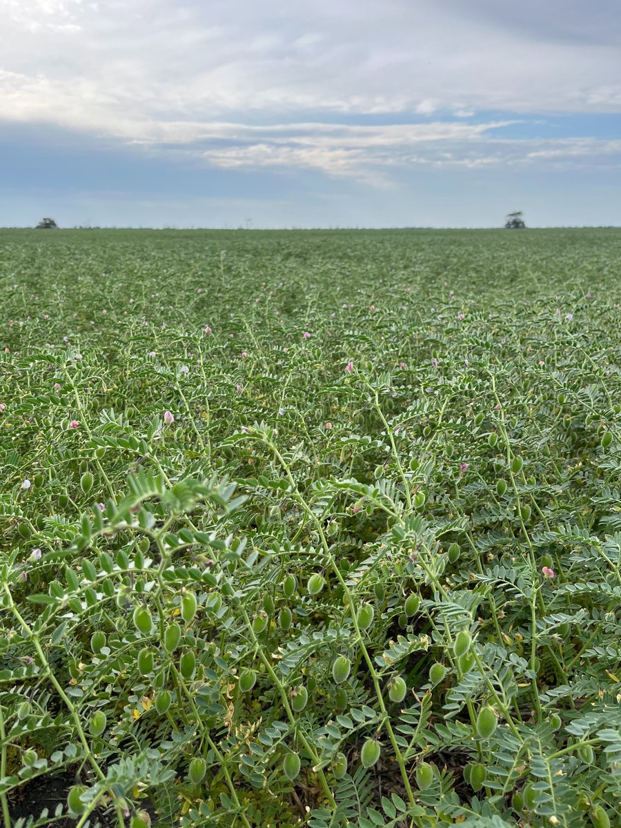 GoldstarComm's tweet image. Some impressive Lancer #wheat, Neo #barley and Captain #chickpeas at Croppa Creek Northern NSW