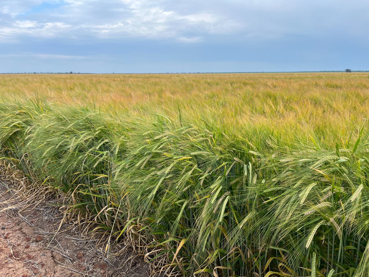 GoldstarComm's tweet image. Some impressive Lancer #wheat, Neo #barley and Captain #chickpeas at Croppa Creek Northern NSW