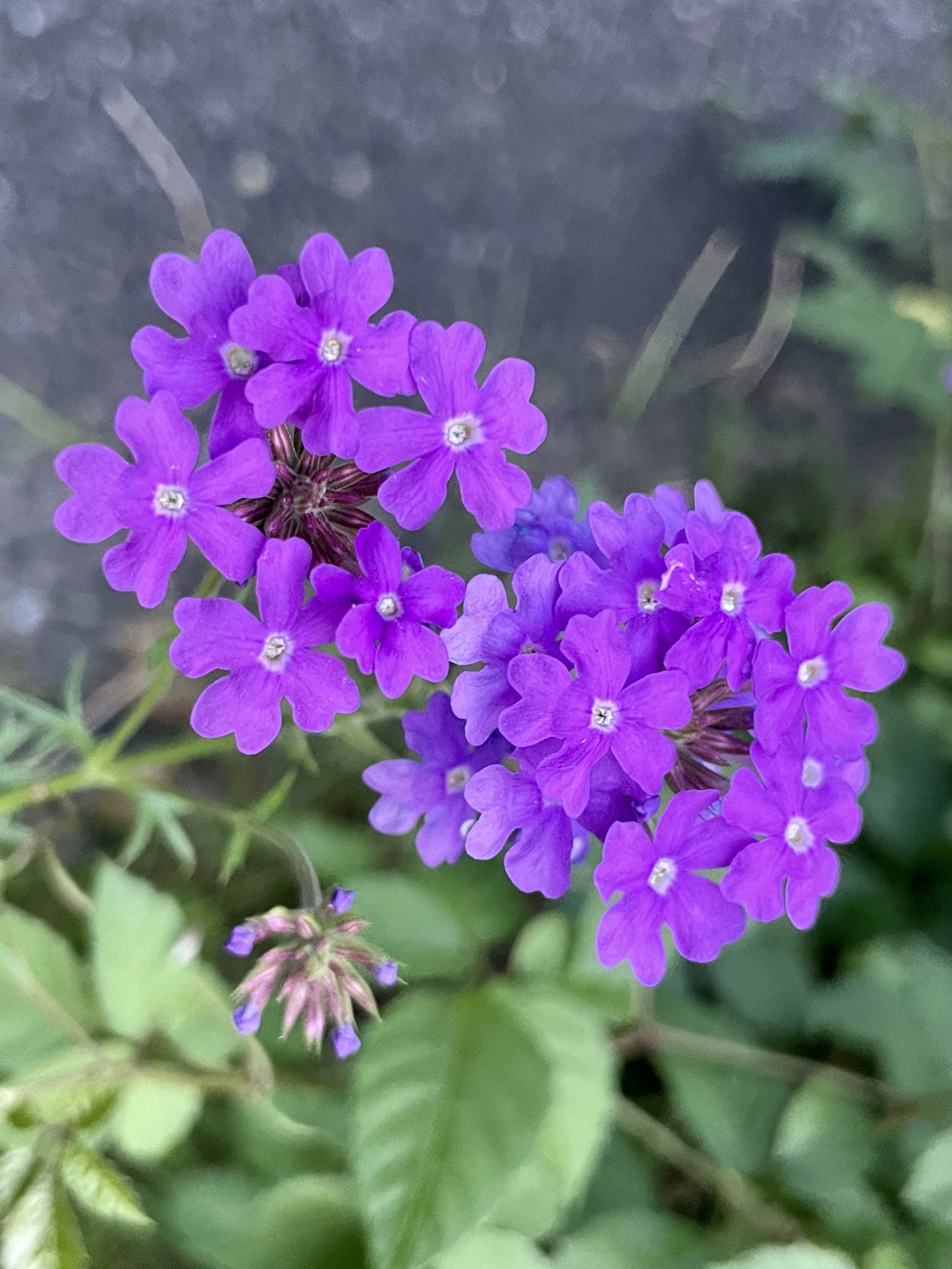 ❁⃘ナナミン❁⃘ 284?cb=20191215100714