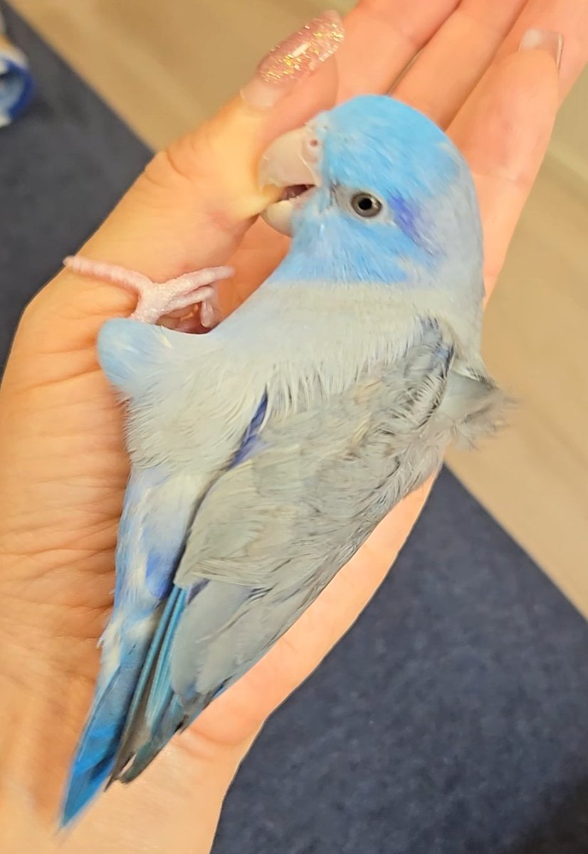 オーダー受付　わんことインコ　ご予約ページ　9/29 わんにゃんカーニバル開催！！】栃木県 ワンラブ ベルモール宇都宮店