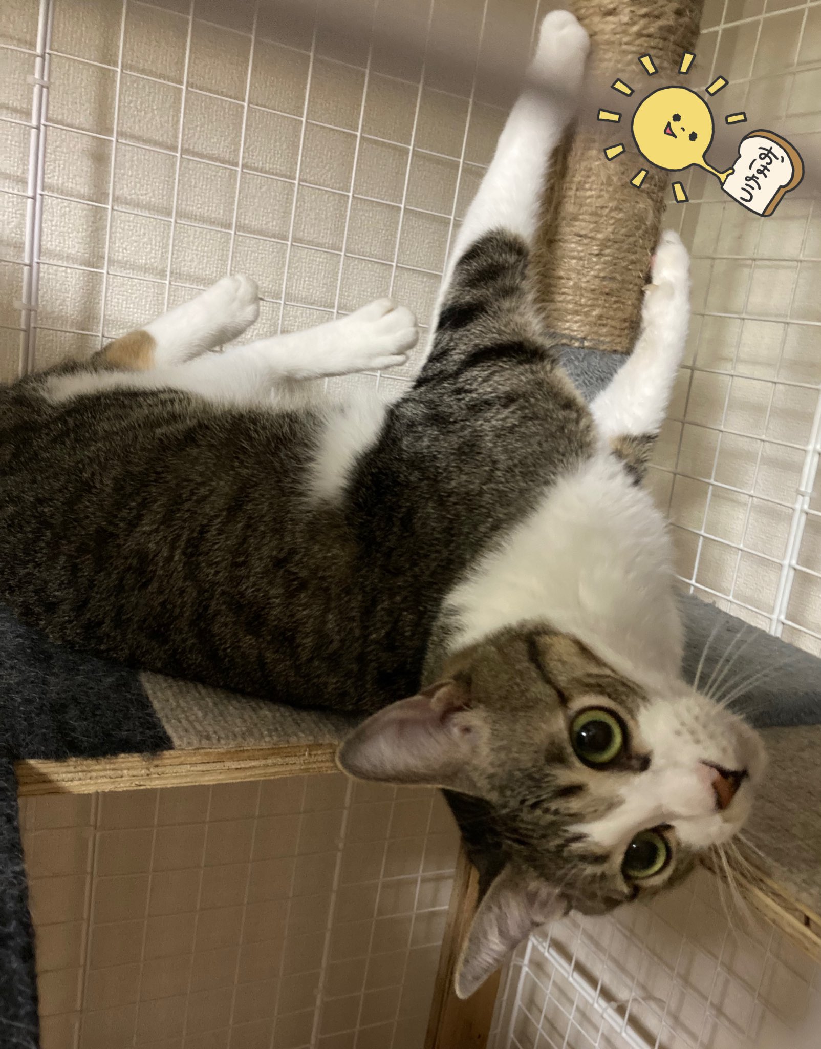 おそら☆ Synthesizer V AI桜乃そら】悲しいほど青空【Original】 - YouTube