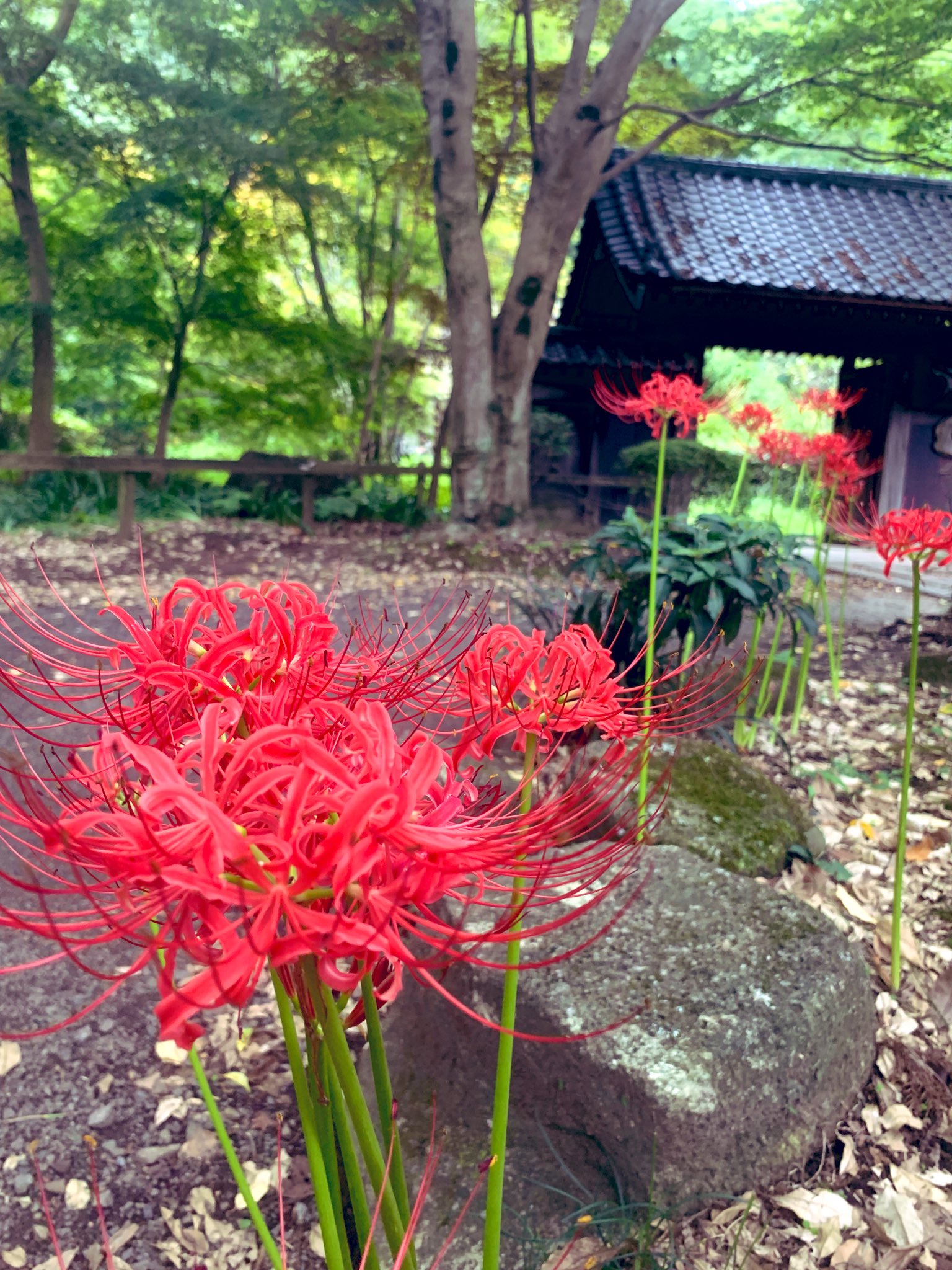 ⚠️庭の花様ご連絡ページ⚠️ 開花情報 | 横須賀しょうぶ園ホームページ